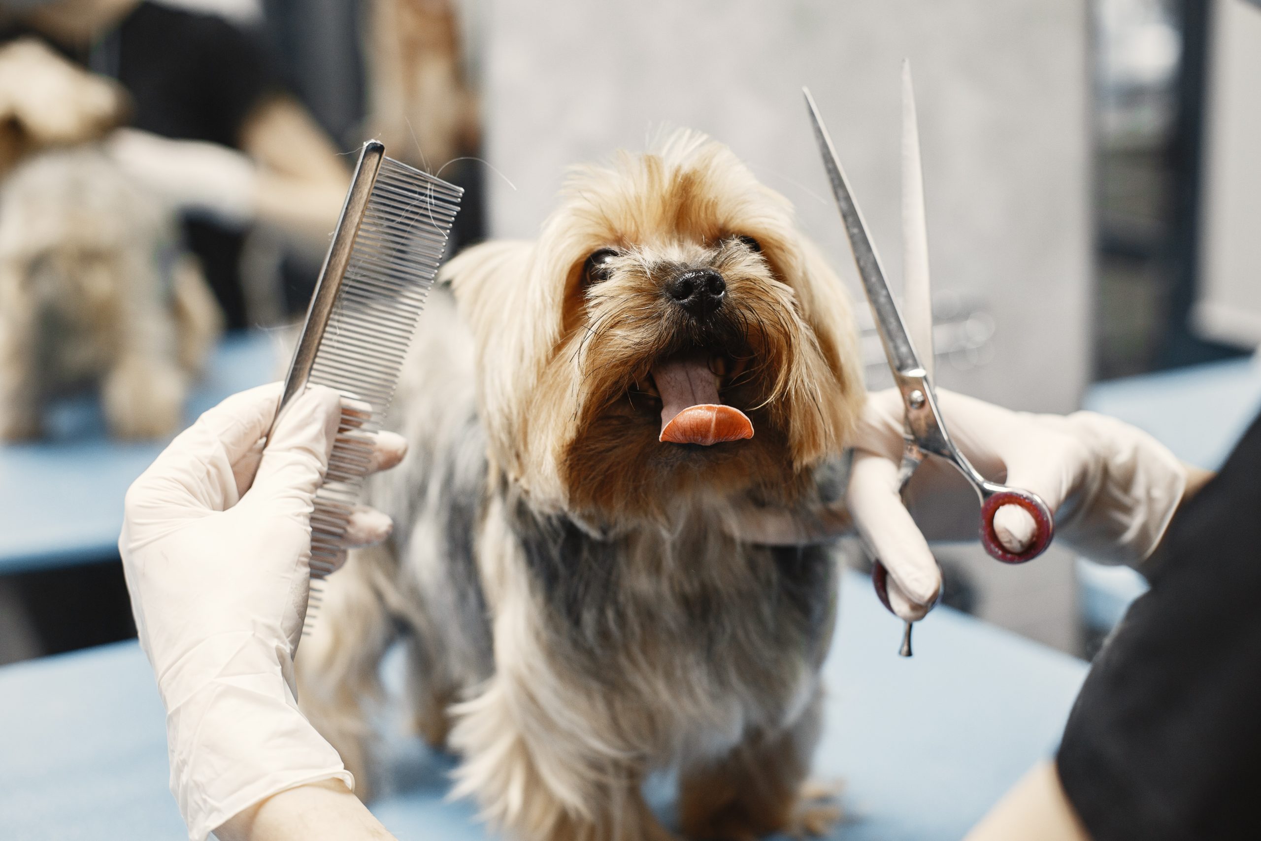 3 Benefits Of Regular Pet Grooming | Bernardsville Animal Hospital