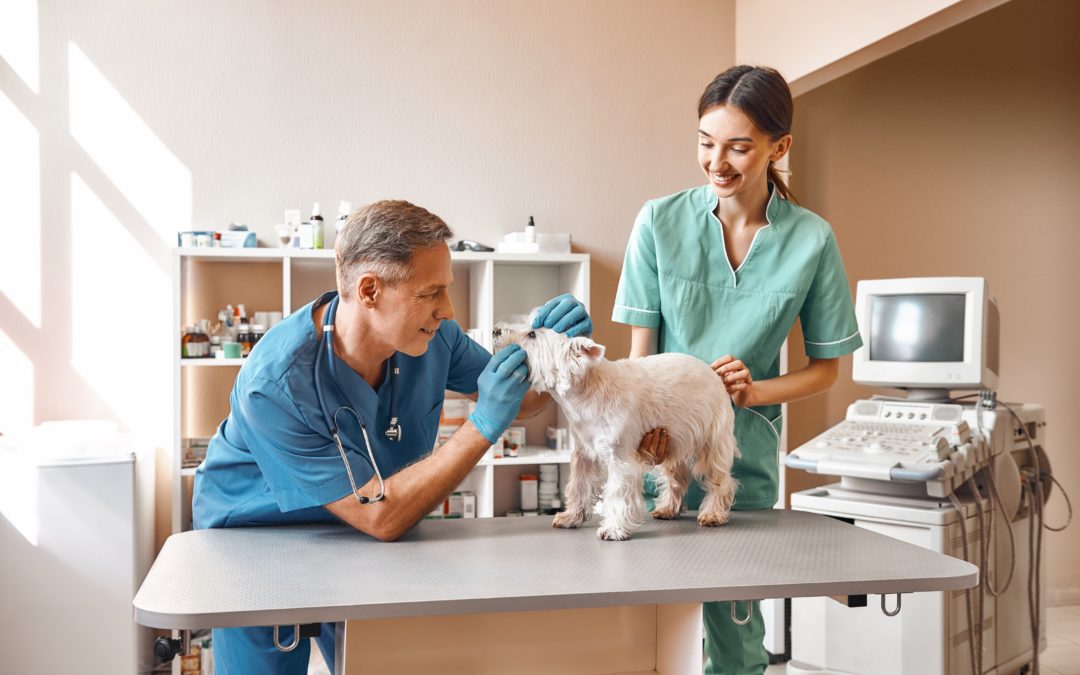 Two veterinarians looking at white dog