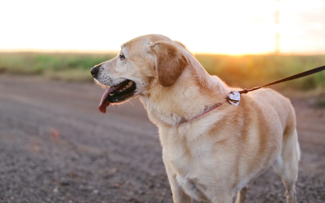 Mastering the Art of Dog Walking: How to Stay Safe While Exploring with Your Best Friend