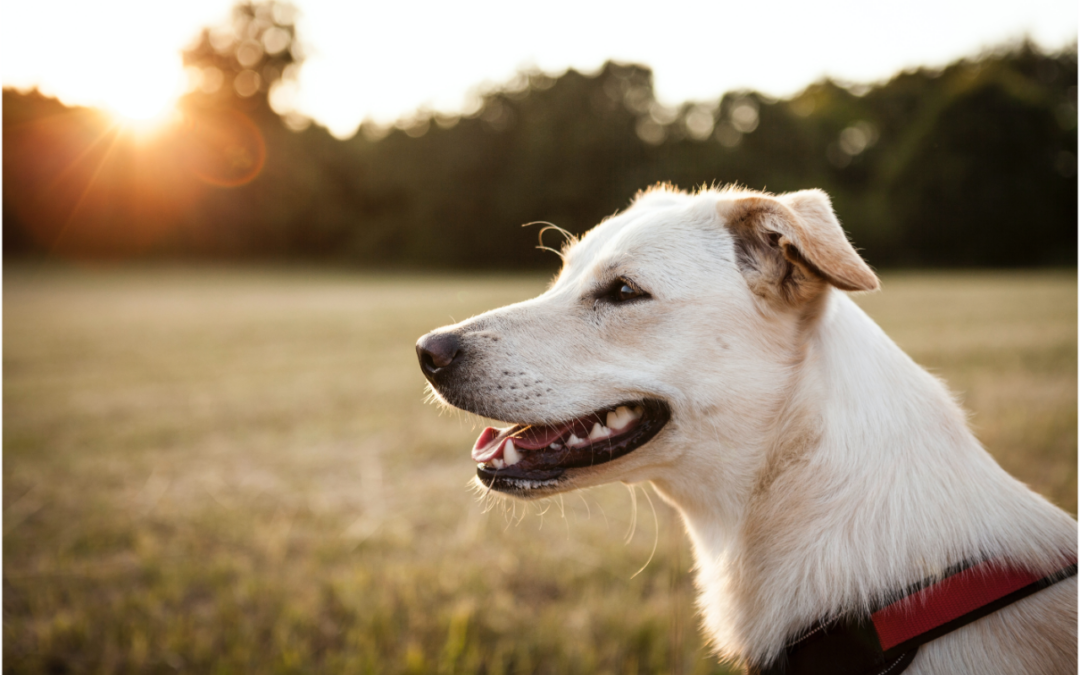 Protect Your Dog from Heartworms