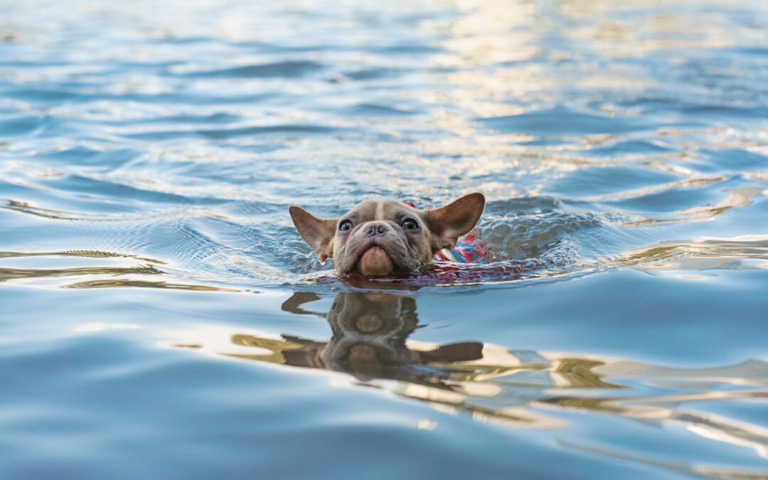 Swimming Safely with Your Pet: Five Essential Tips