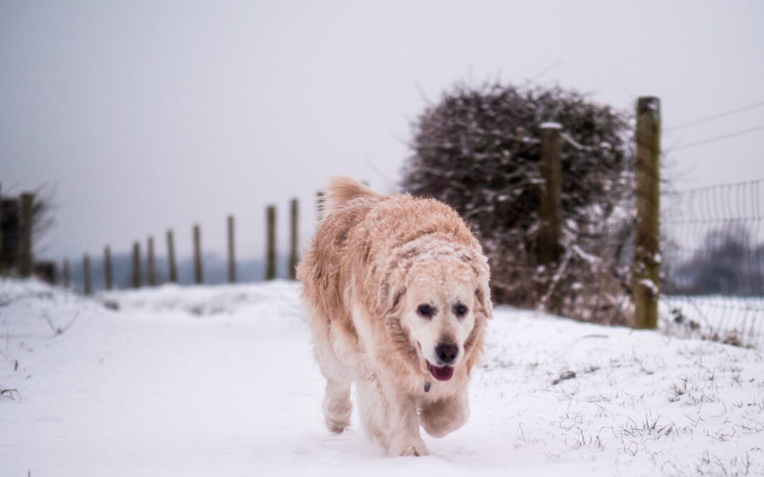 Safeguarding Pets from Hazards in January